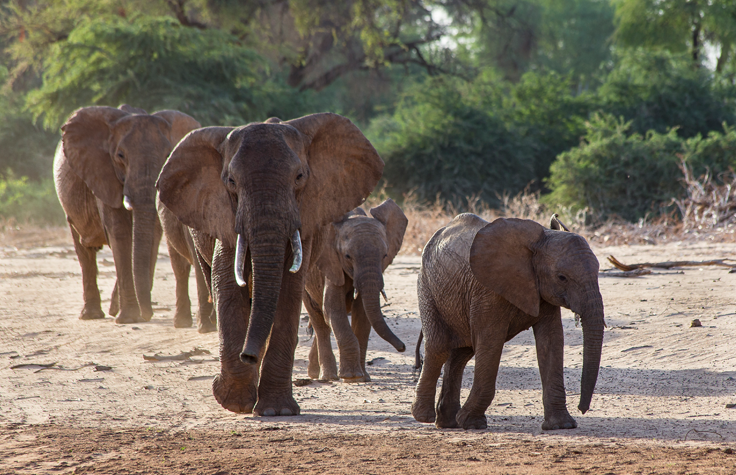 A new genomic atlas could help save endangered elephants