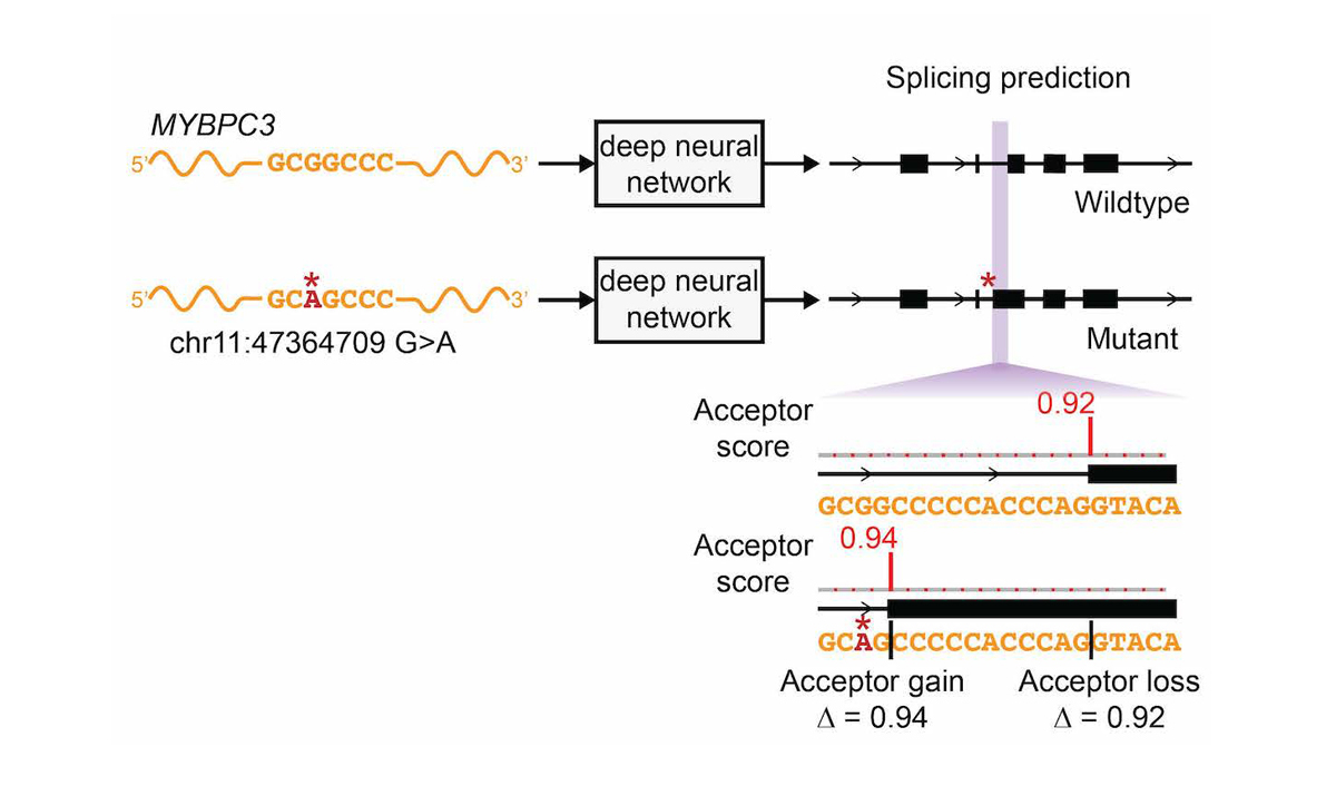 Predicting Splicing From Primary Sequence With Deep Learning