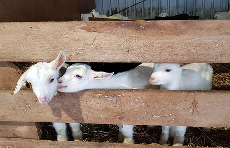 GBS Enables Selective Breeding of Goat Herd