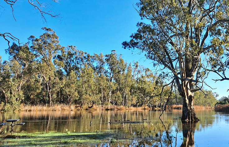 Turning to eDNA to track endangered species in East Australia.