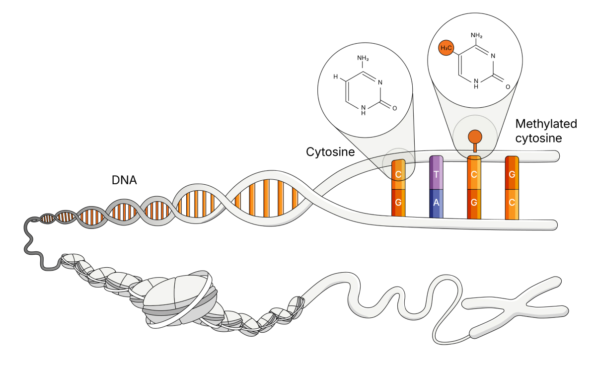 5-base DNA methylation diagram