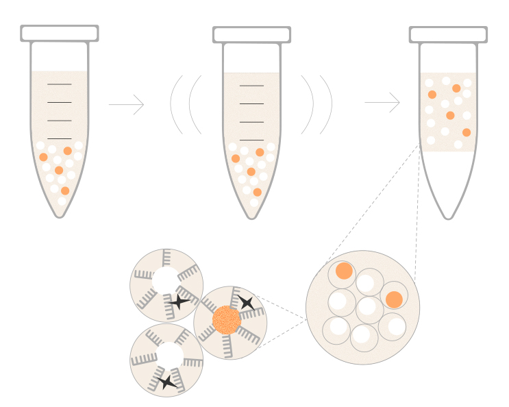 Illustration showing how PIPseq works